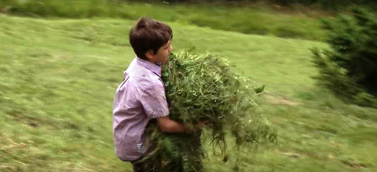 Heuernte-urlaub-auf-dem-bauernhof-aussermairhof-kinder-helfen