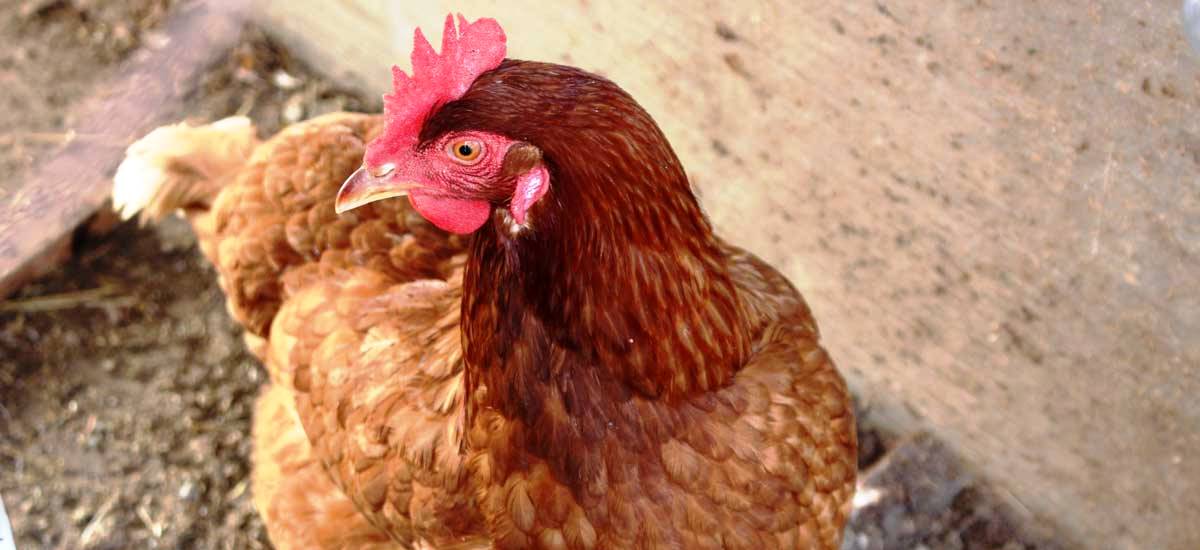 urlaub-auf-dem-bauernhof-tauferer-ahrntal-ahornach-henne1