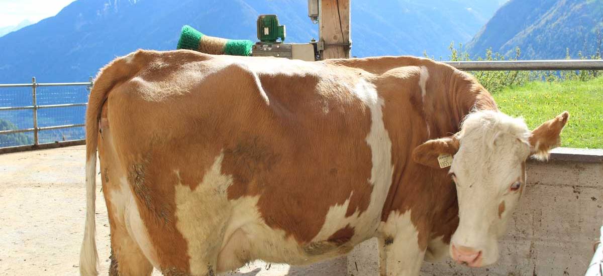 urlaub-auf-dem-biobauernhof-ahornach-kuh-wellness